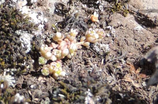 Sedum crassularia resmi