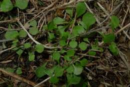 Plancia ëd Leptostigma setulosum (Hook. fil.) Fosberg