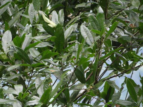 Image of Lithocarpus glaber (Thunb.) Nakai