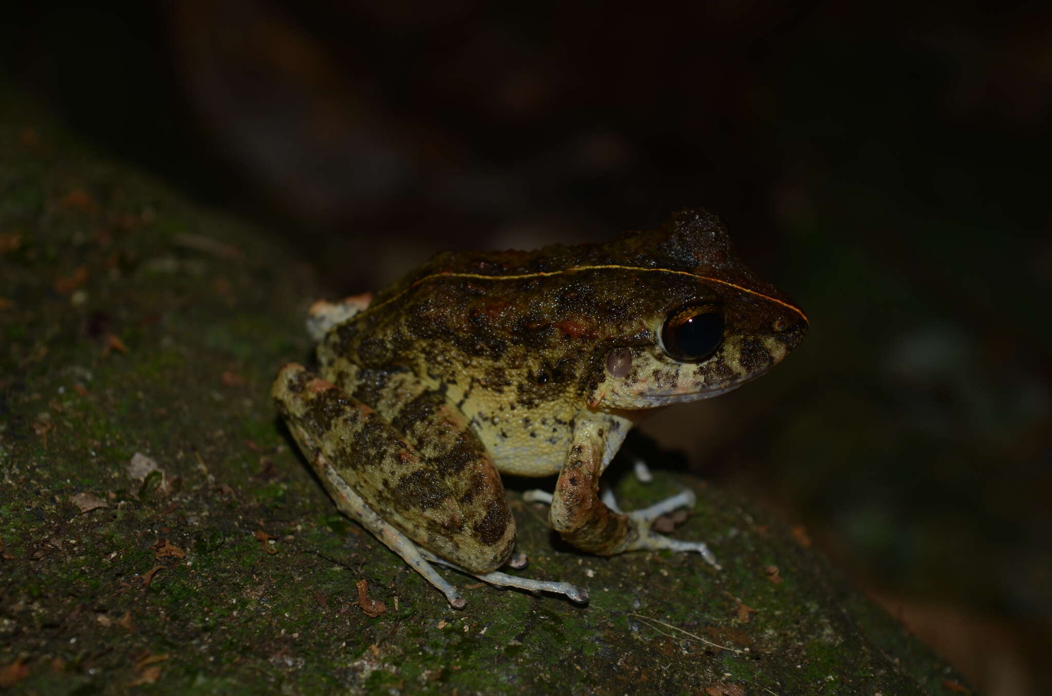 Image of Craugastor aurilegulus (Savage, McCranie & Wilson 1988)