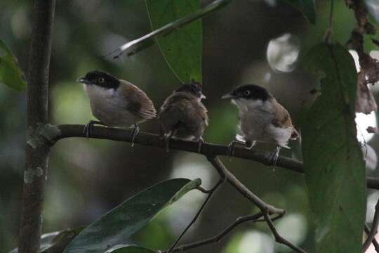 Image of Dark-fronted Babbler