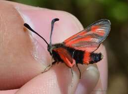 Image of Zygaena favonia Freyer 1845