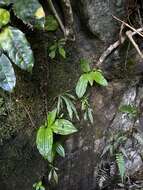 Image of Pantropical Wide-Lip Orchid