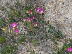 Image of Podalyria biflora (Retz.) Lam.