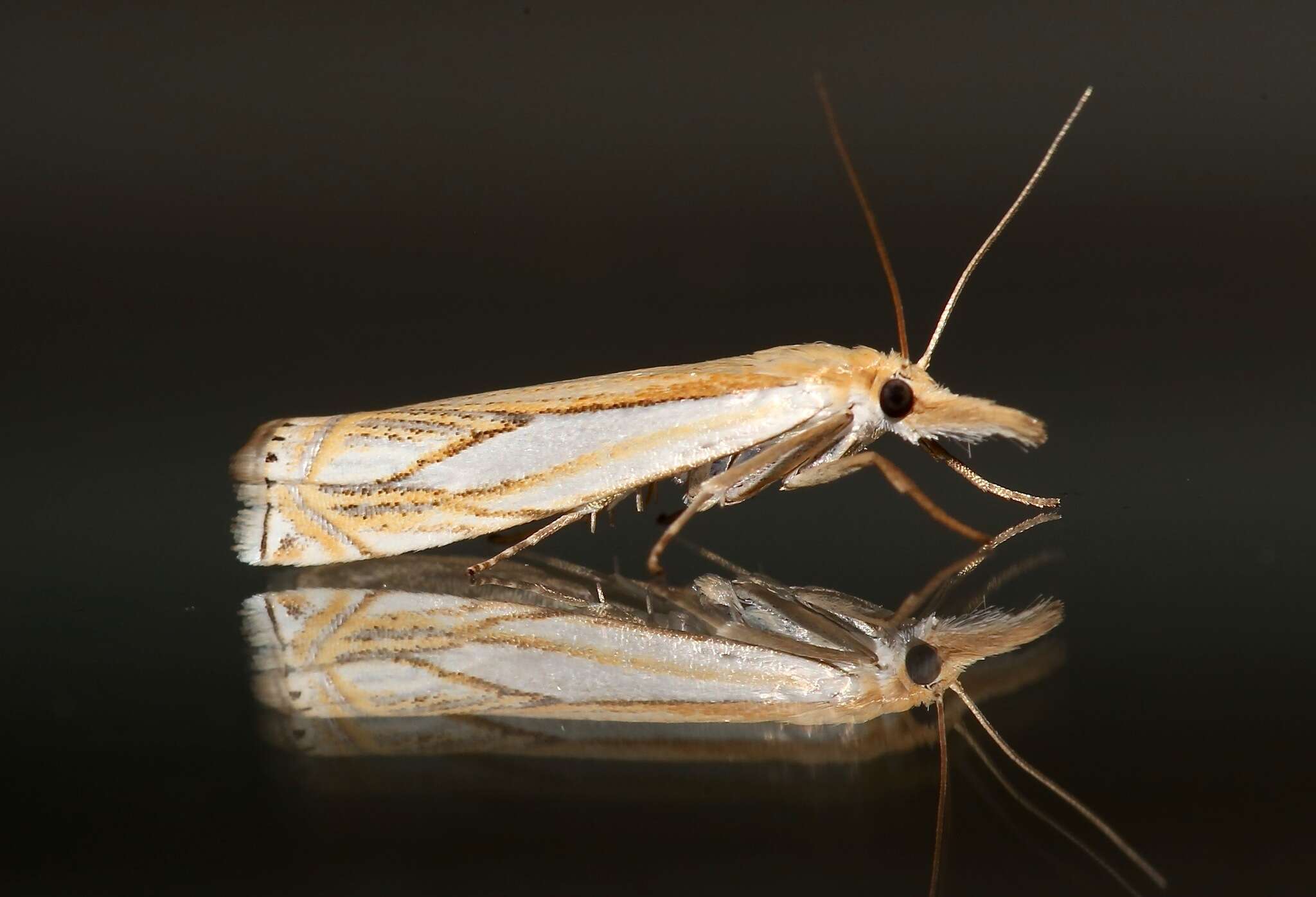 Image of Pasture Grass-veneer