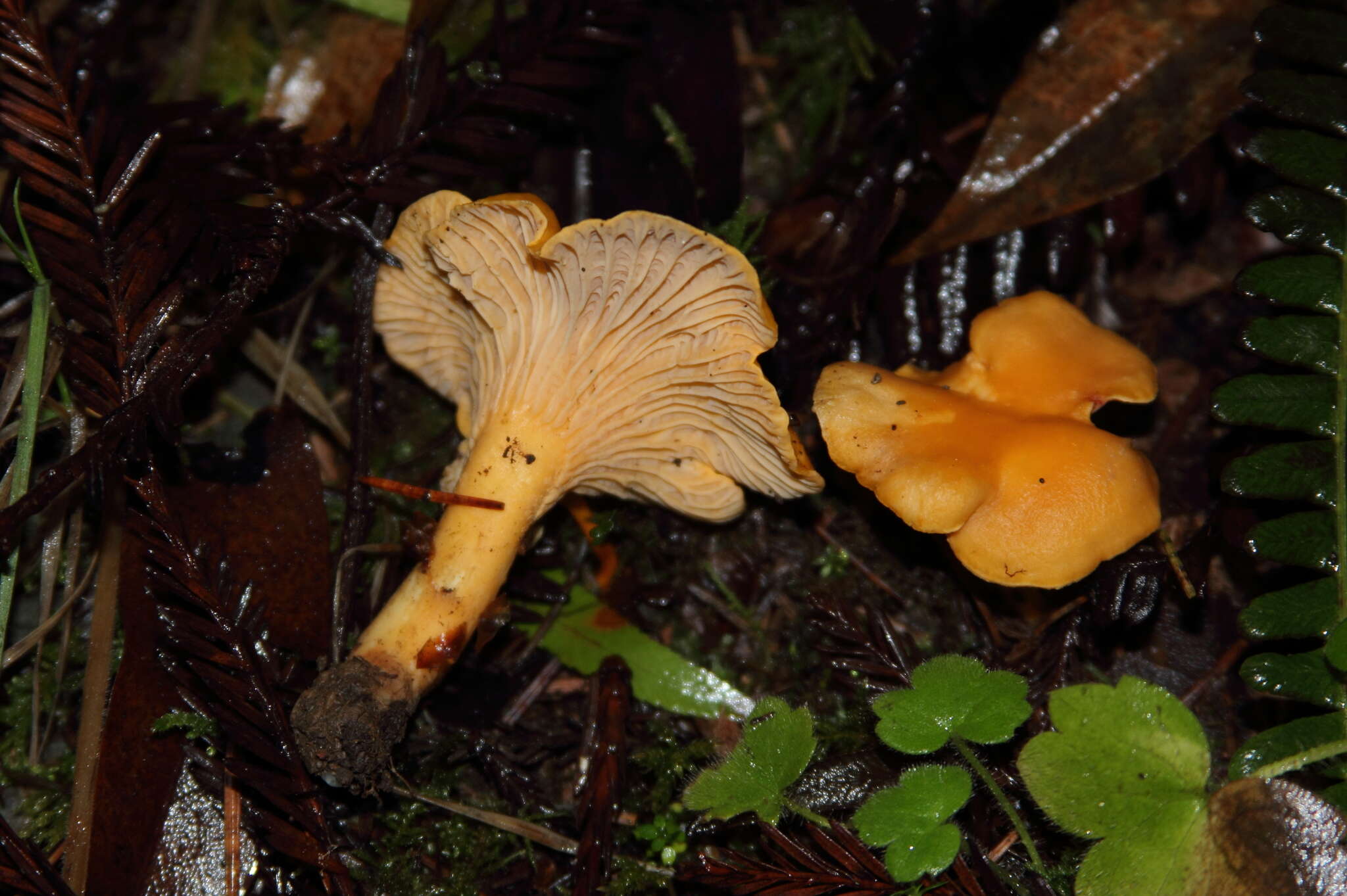 Image of Cantharellus formosus Corner 1966