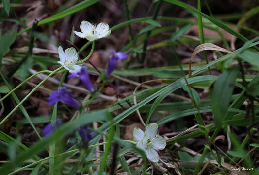 Image of largeleaf grass of Parnassus