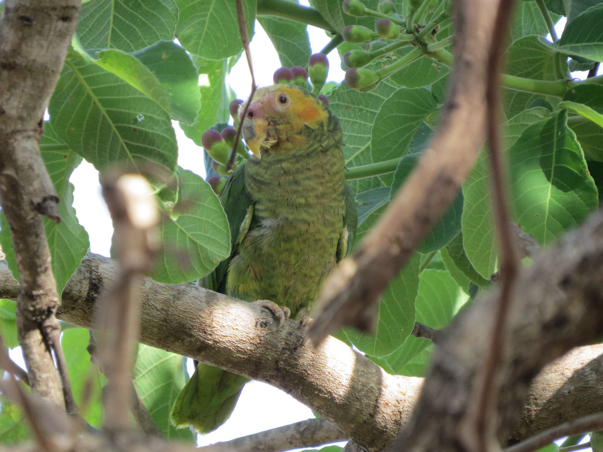 Image of Alipiopsitta Caparroz & Pacheco 2006