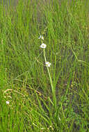 Image of threeleaf arrowhead