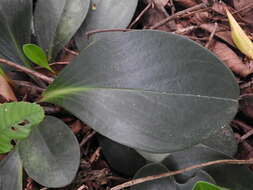 Peperomia obtusifolia (L.) A. Dietr. resmi