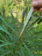 Image of northern banksia