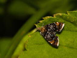 Prochoreutis sehestediana (Fabricius 1777)的圖片