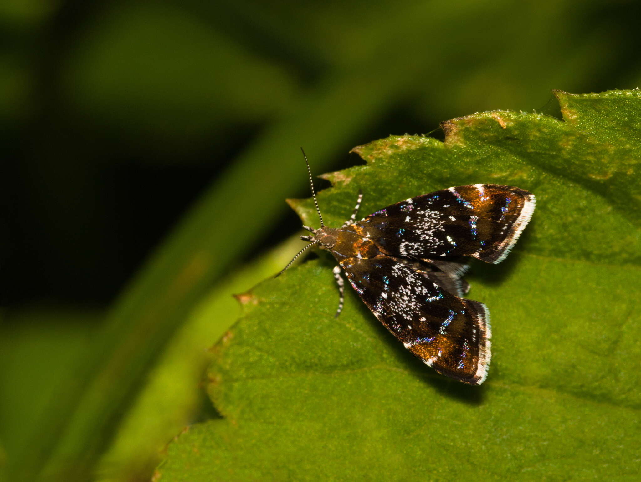 Prochoreutis sehestediana (Fabricius 1777)的圖片