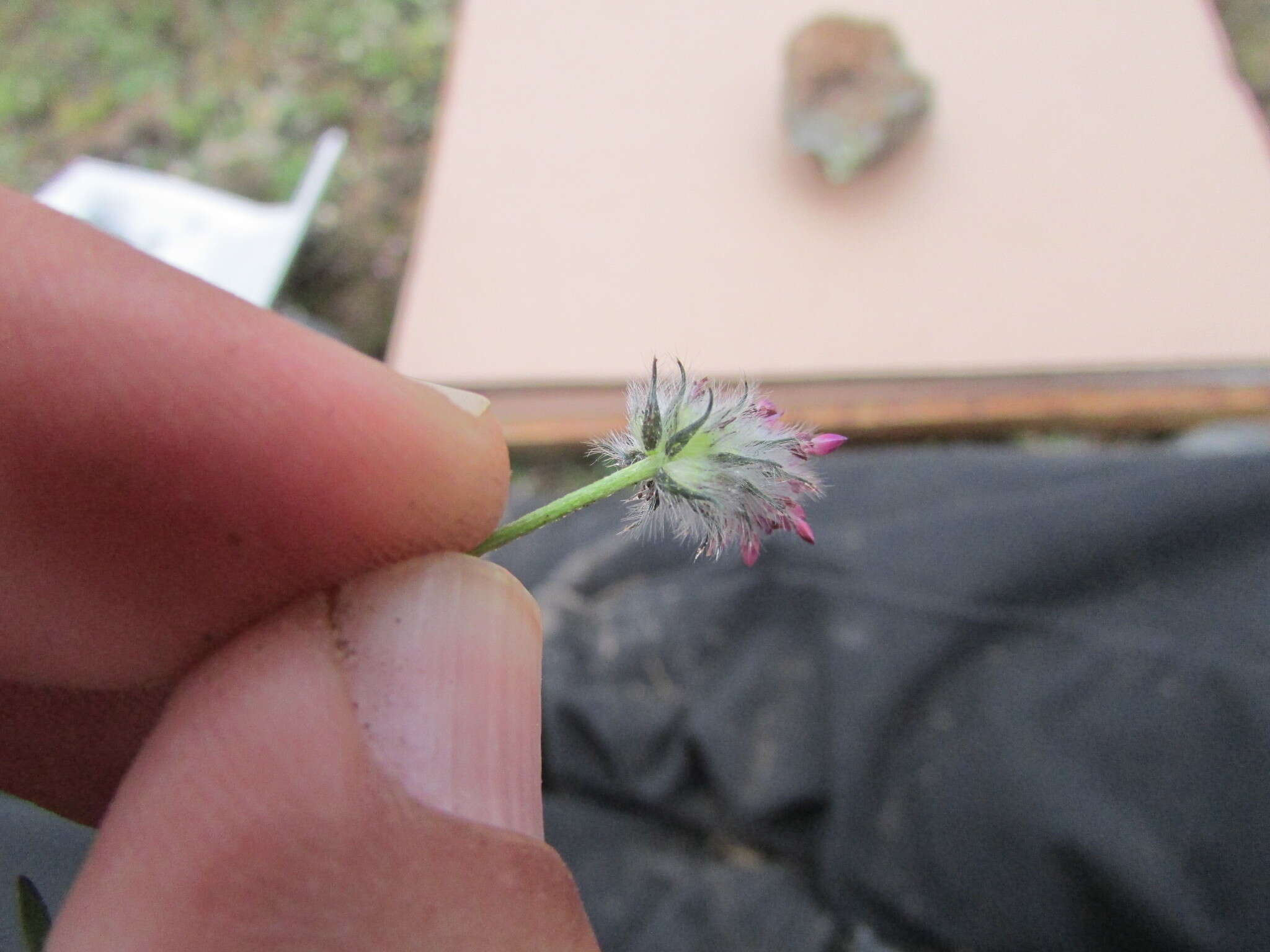 Image of Dalea humilis G. Don