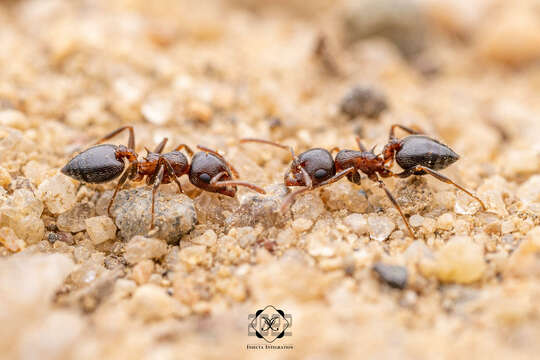 Image of Crematogaster californica Wheeler 1919