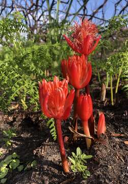 Imagem de Haemanthus canaliculatus Levyns