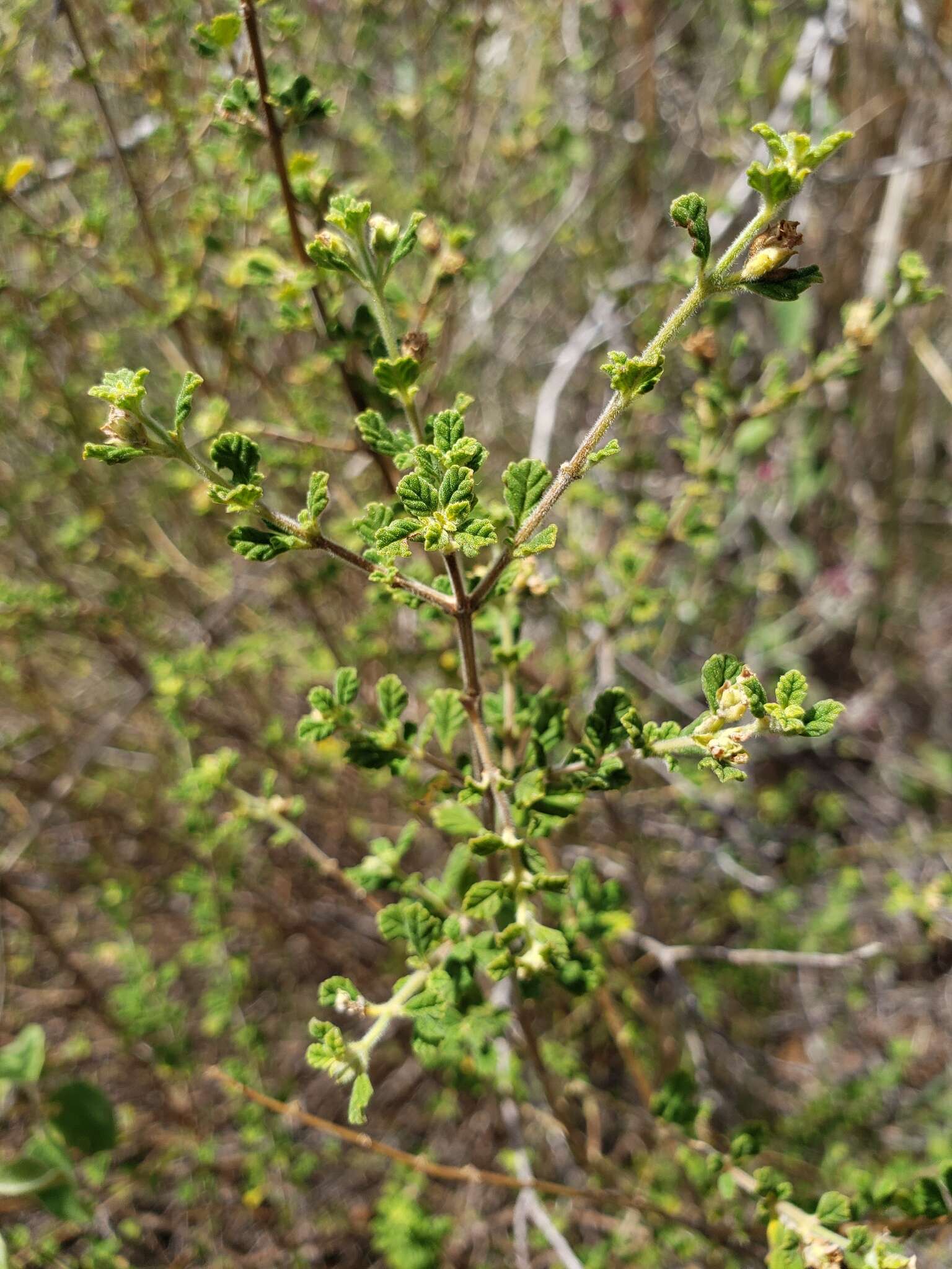 Image of Spanish thyme