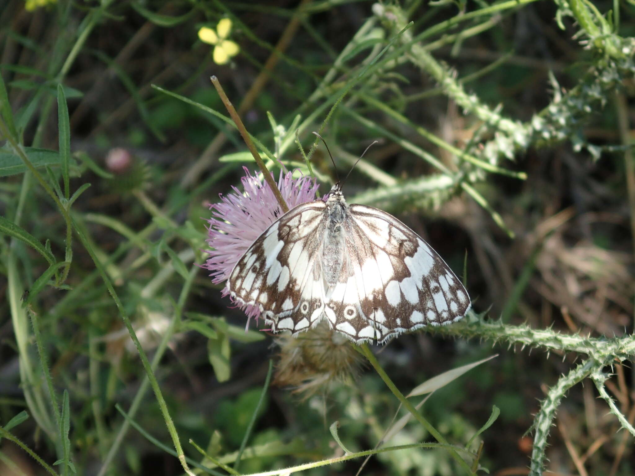 Image of Melanargia larissa Hübner 1827