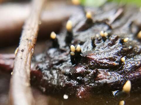 Sivun Xylaria carpophila (Pers.) Fr. 1849 kuva