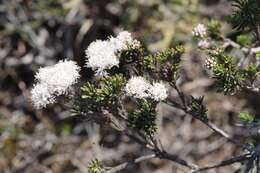 Image of Agathosma gonaquensis Eckl. & Zeyh.