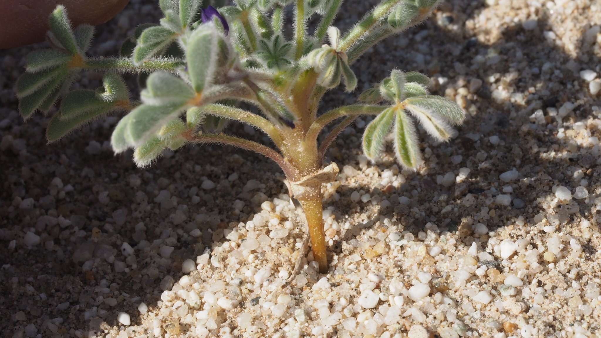 Image of purple desert lupine