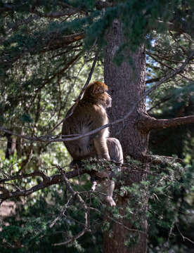 Image of Barbary Ape