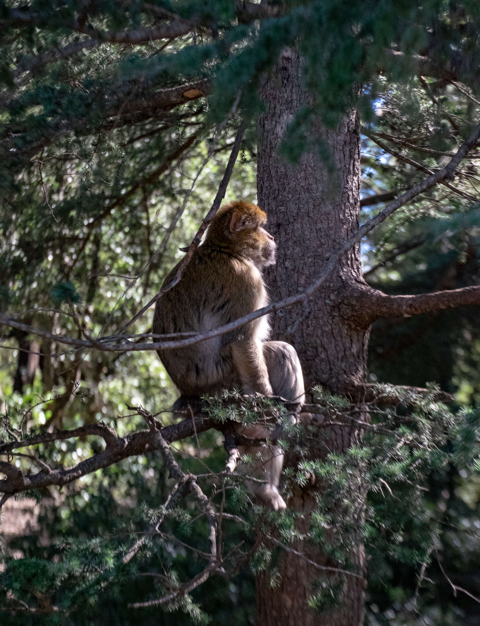 Image of Barbary Ape