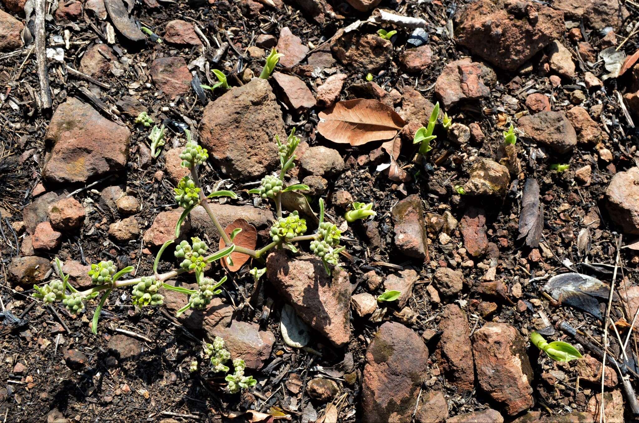 Imagem de Raphionacme velutina Schltr.