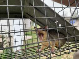 Image of Gray and black four-eyed opossum