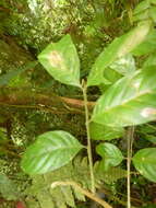 Image of Guarea rhopalocarpa Radlk.