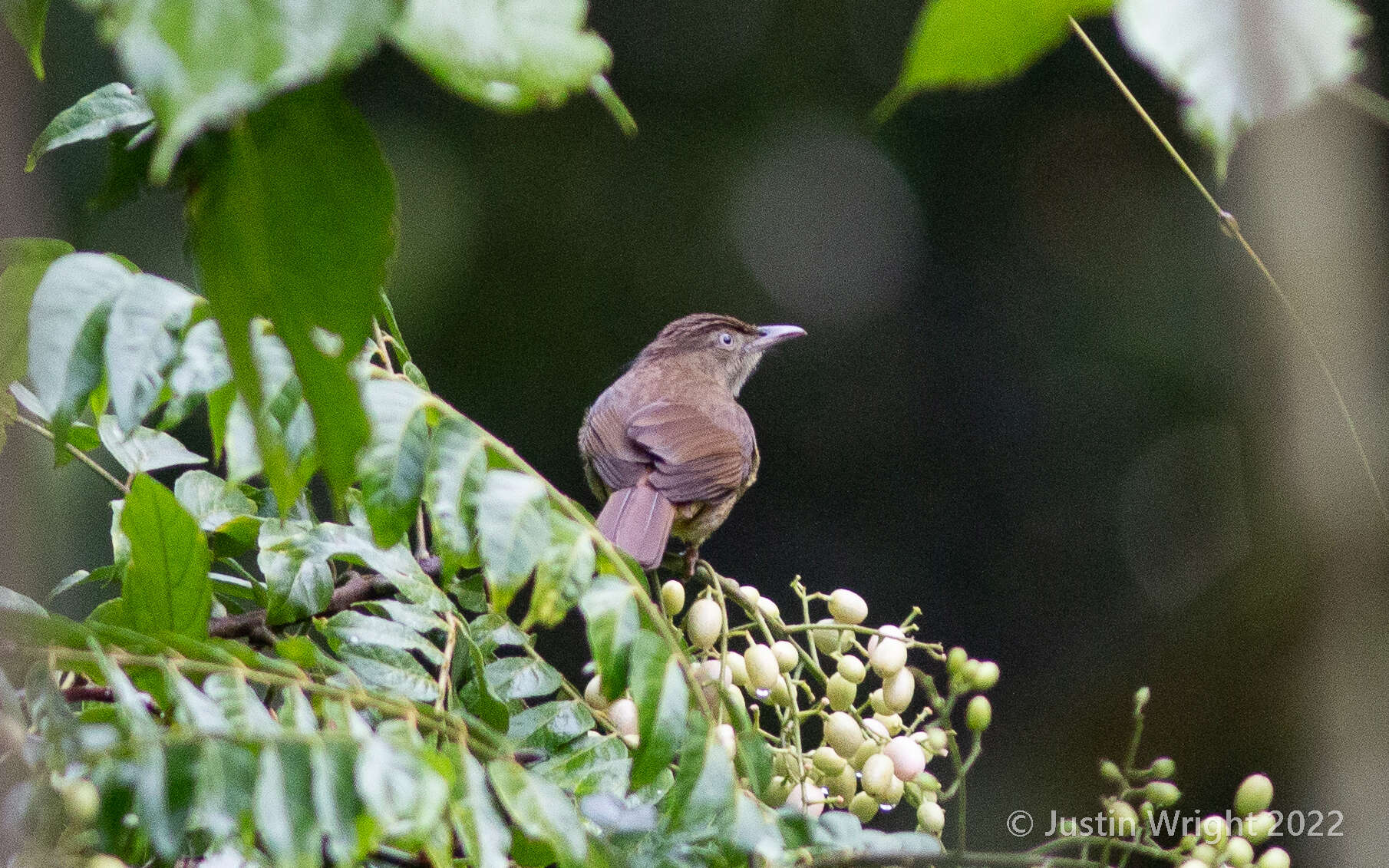 Image of Charlotte's Bulbul