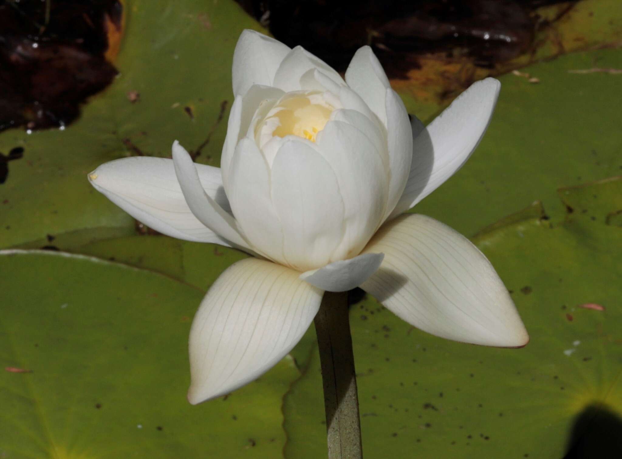 Imagem de Nymphaea violacea Lehm.