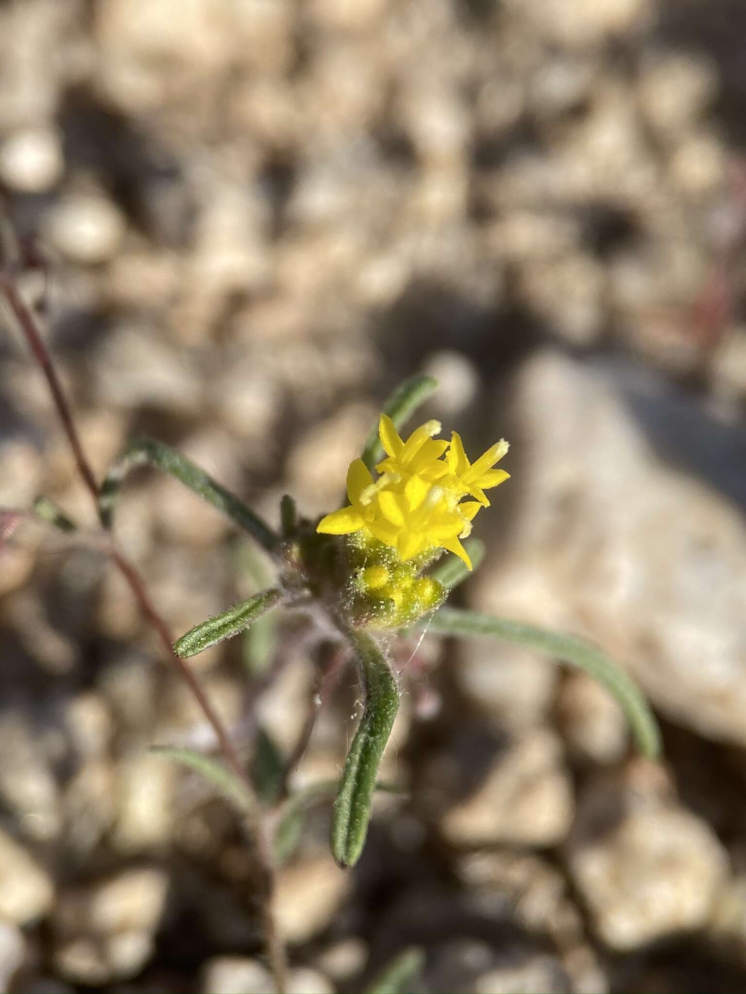 Image of California mountainpincushion