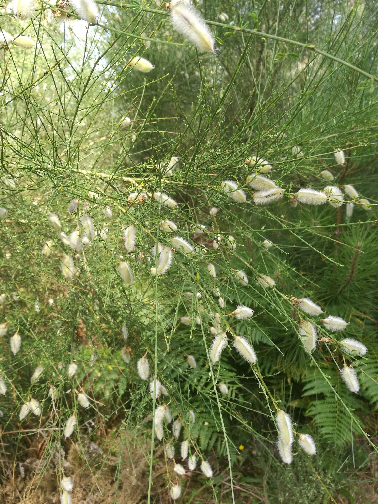 Image of striated broom