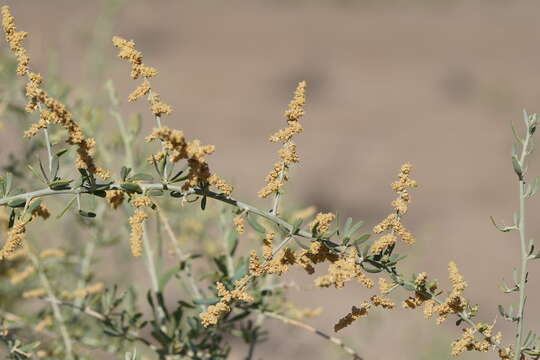 Sivun Chenopodium nitrariaceum (F. Müll.) F. Müll. ex Benth. kuva