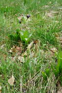 Imagem de Sesleria caerulea (L.) Ard.