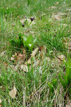 Image of blue moor grass