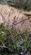 Image de Astragalus bernardinus M. E. Jones.