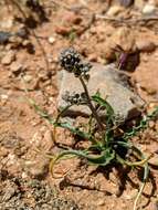 Image of Hooveria purpurea var. reducta