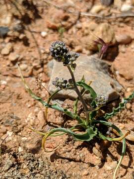 Imagem de Hooveria purpurea