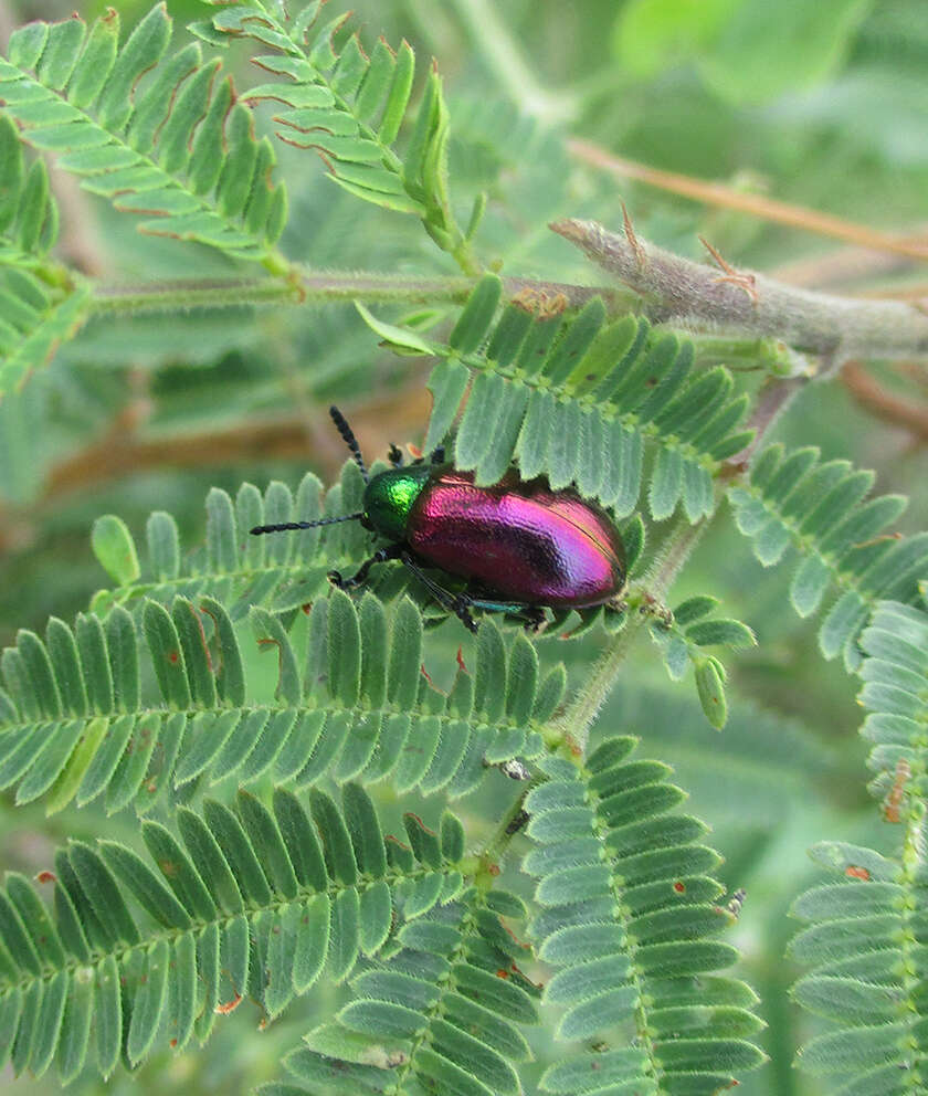 Imagem de <i>Platycorynus dejeani</i>