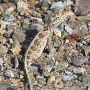 Image of Bulky Anole