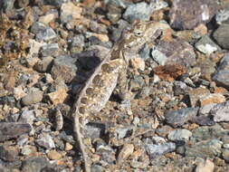 Image of Bulky Anole