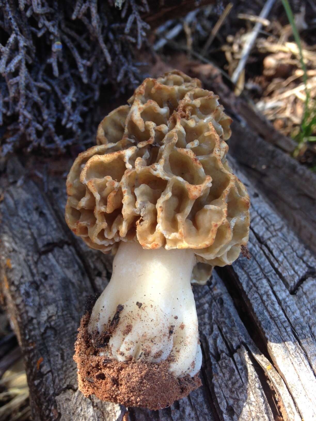 Image of Morchella prava Dewsbury, Moncalvo, J. D. Moore & M. Kuo 2012