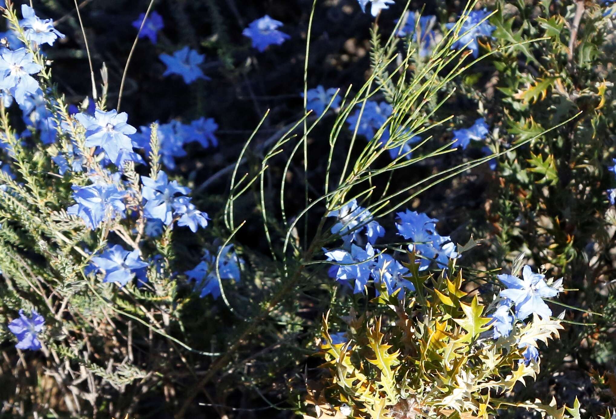 Image of Blue Lechenaultia