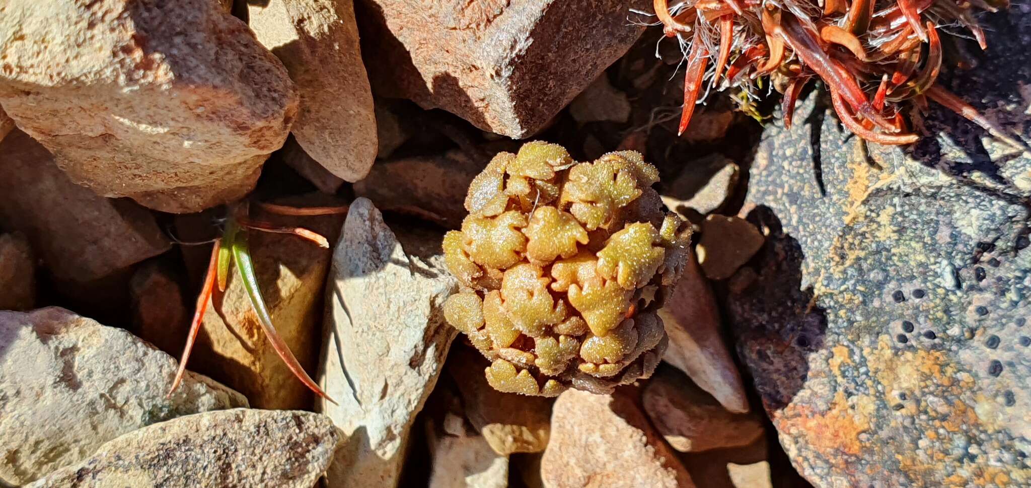 Image of Veronica cheesemanii subsp. cheesemanii