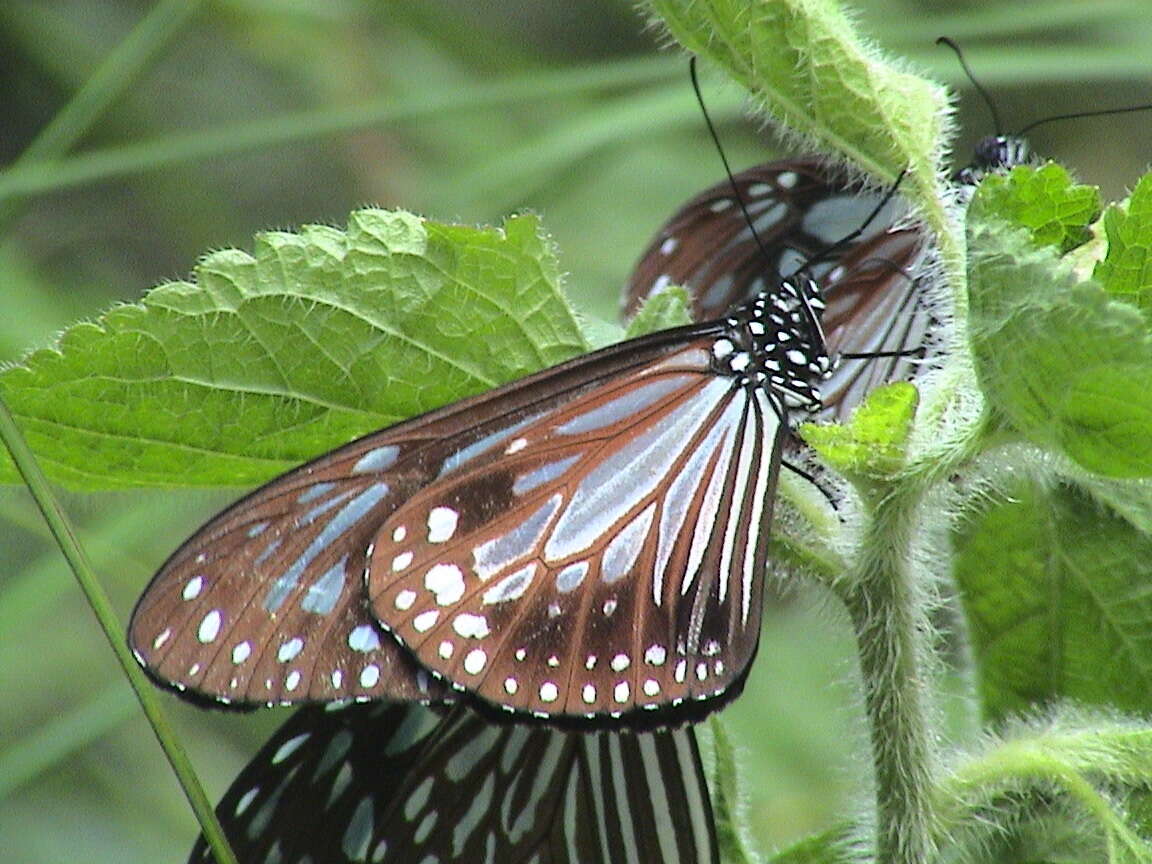 صورة Parantica melaneus Cramer 1775