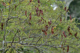 Слика од Parapiptadenia pterosperma (Benth.) Brenan