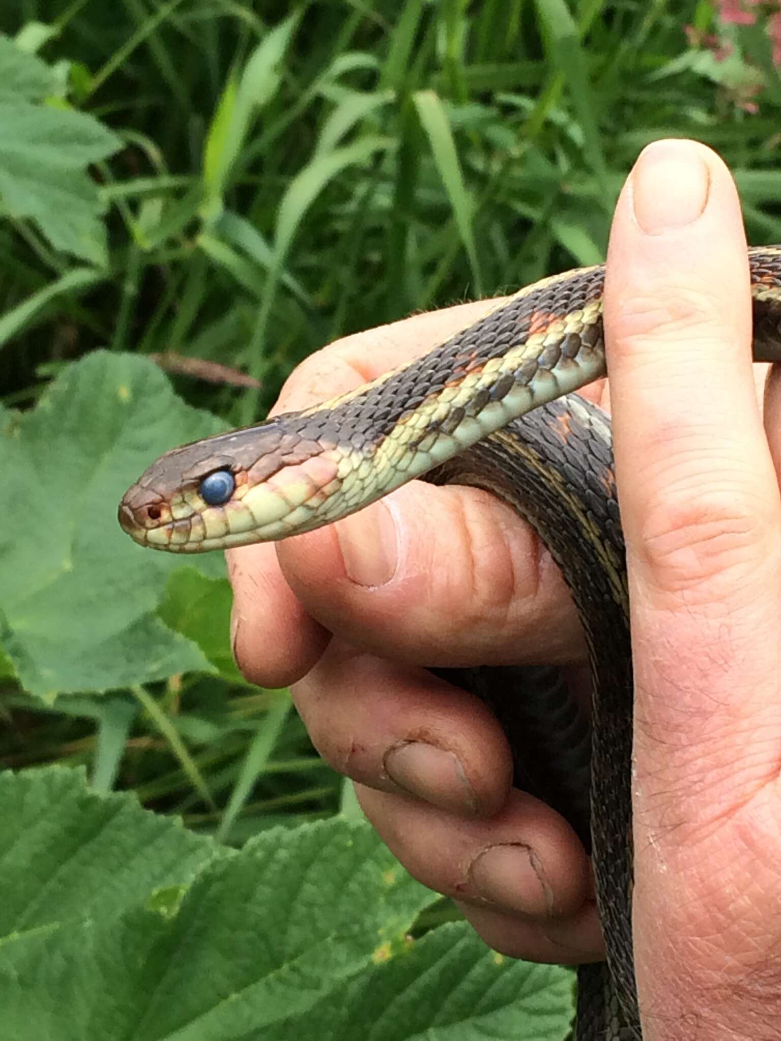 Plancia ëd Thamnophis sirtalis concinnus (Hallowell 1852)