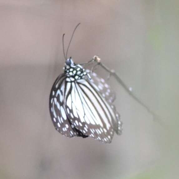 Image of Ideopsis juventa Cramer 1777